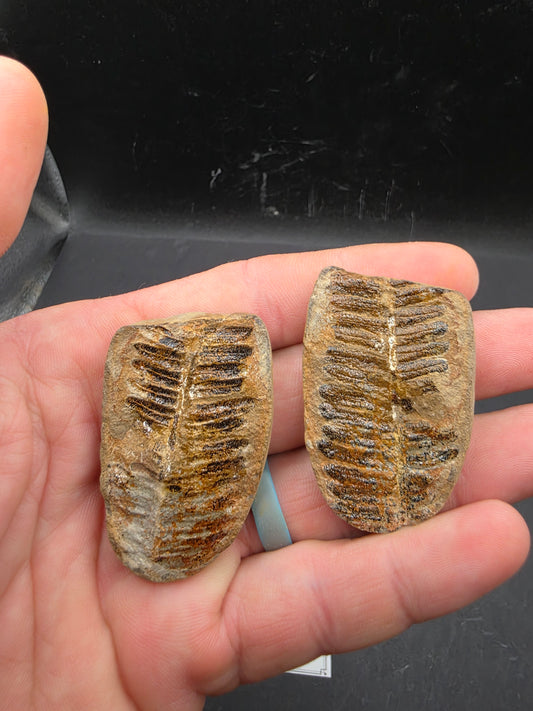 Crenulopteris acadica-Missouri 2
