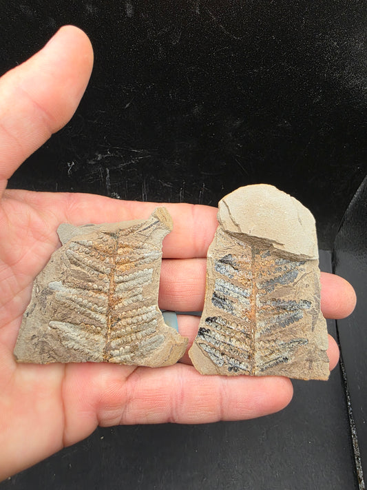 Laveineopteris rarinervis-Missouri 1