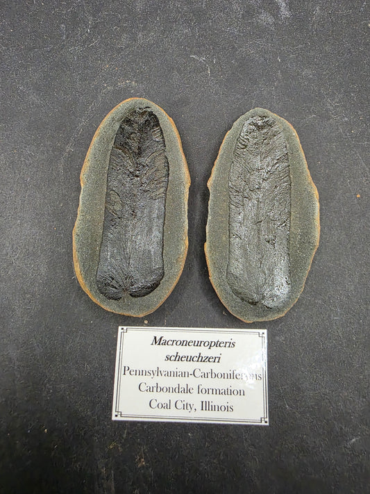 Macroneuropteris scheuchzeri-Missouri 1