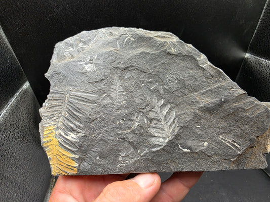 Fern-Pennsylvania 2