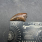 Tyrannosaurid (Teratophoneus?) Tooth-Texas 07