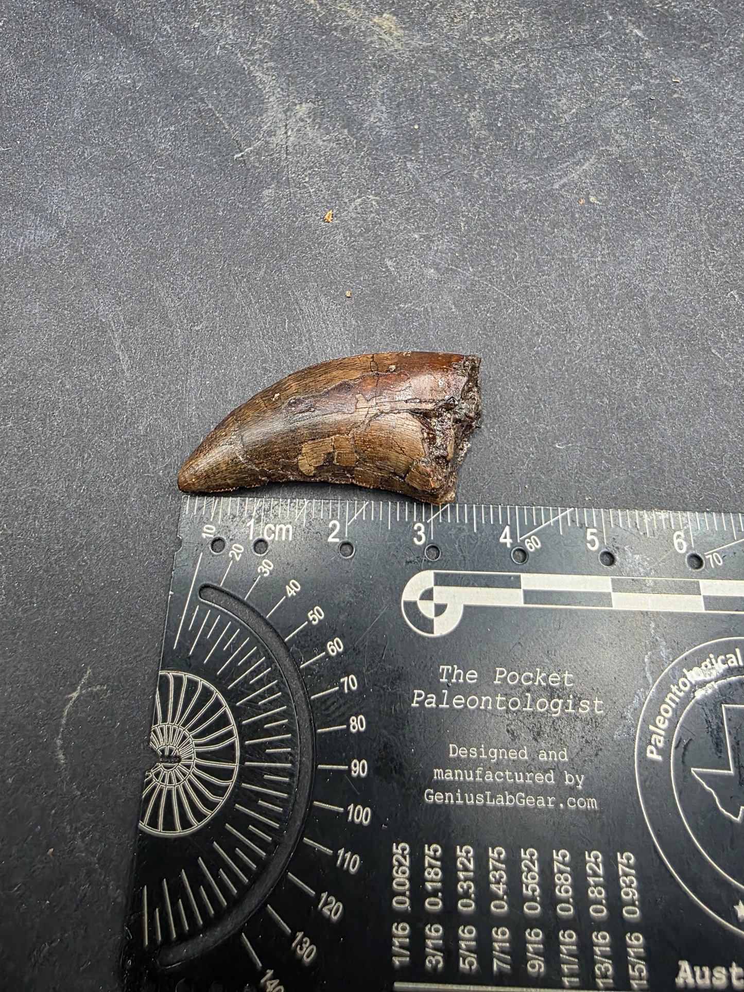 Tyrannosaurid (Teratophoneus?) Tooth-Texas 07