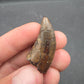 Tyrannosaurid (Teratophoneus?) Tooth-Texas 07