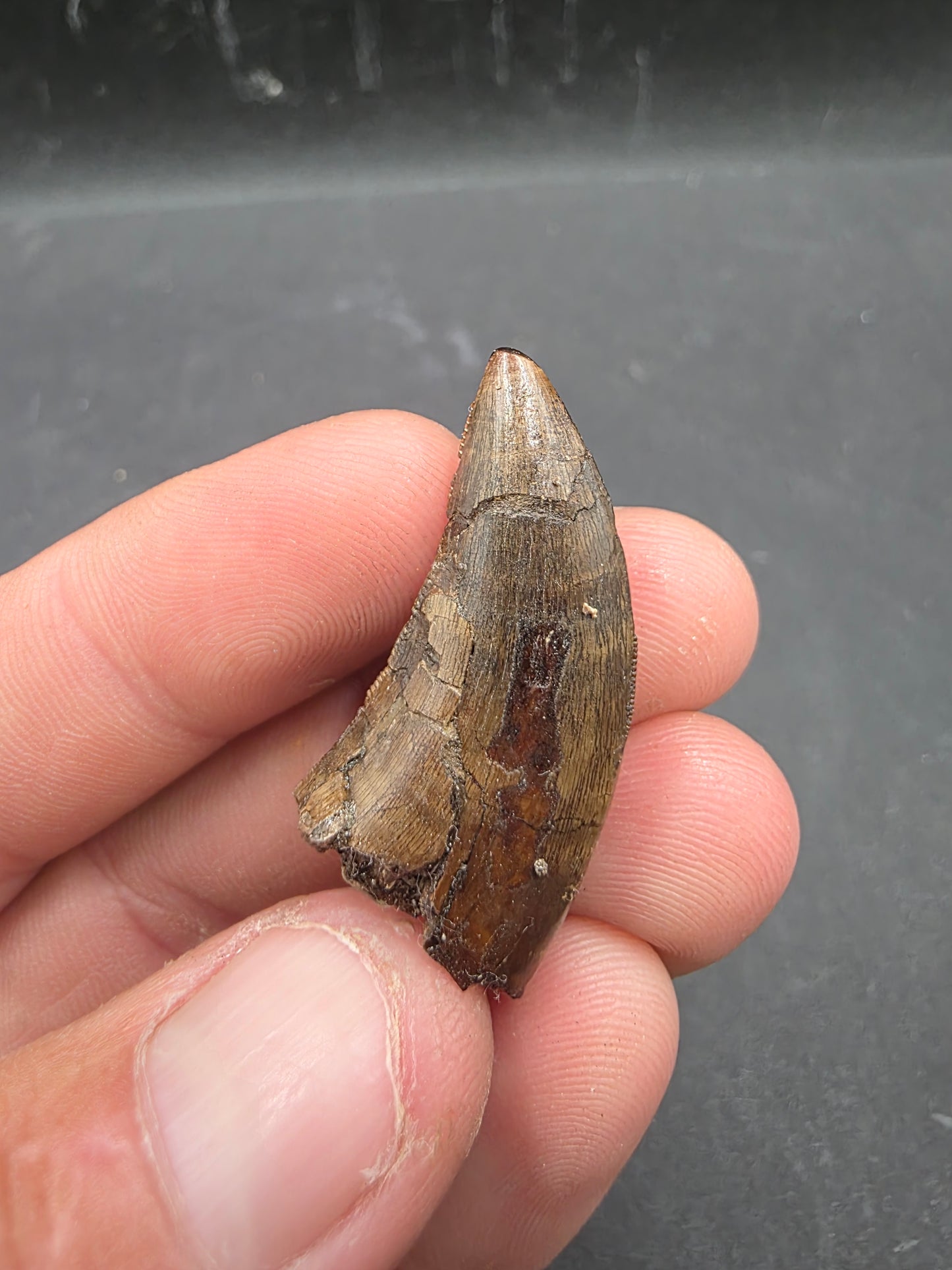 Tyrannosaurid (Teratophoneus?) Tooth-Texas 07