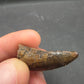 Tyrannosaurid (Teratophoneus?) Tooth-Texas 07