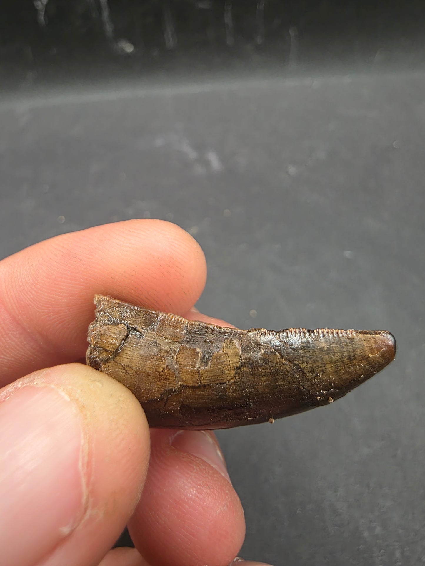 Tyrannosaurid (Teratophoneus?) Tooth-Texas 07