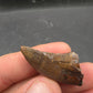 Tyrannosaurid (Teratophoneus?) Tooth-Texas 07