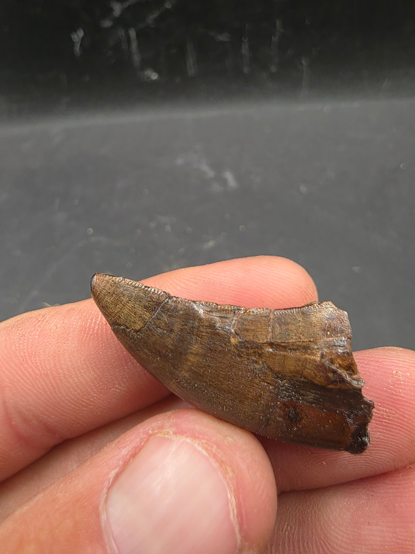 Tyrannosaurid (Teratophoneus?) Tooth-Texas 07