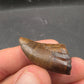 Tyrannosaurid (Teratophoneus?) Tooth-Texas 07