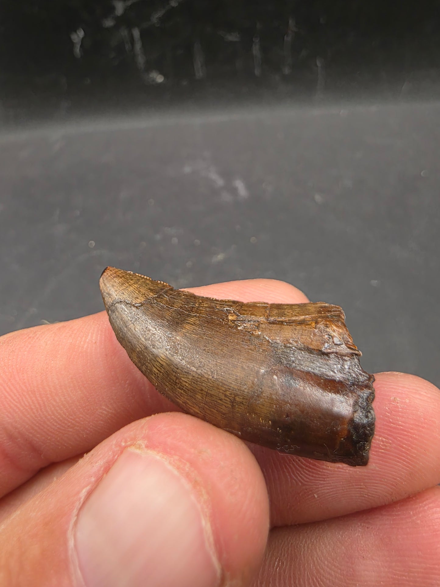 Tyrannosaurid (Teratophoneus?) Tooth-Texas 07