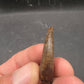 Tyrannosaurid (Teratophoneus?) Tooth-Texas 07