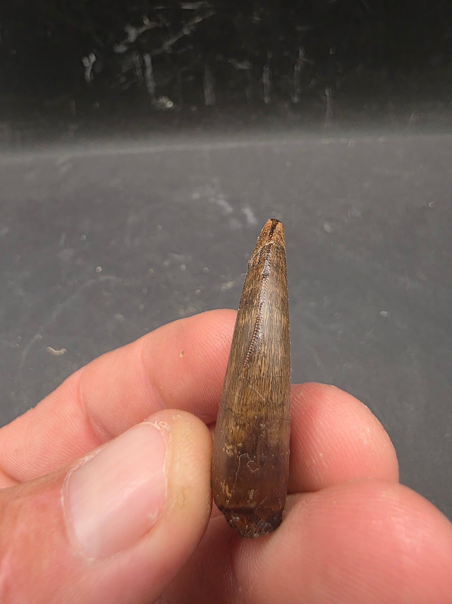 Tyrannosaurid (Teratophoneus?) Tooth-Texas 07
