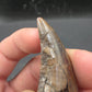 Tyrannosaurid (Teratophoneus?) Tooth-Texas 07