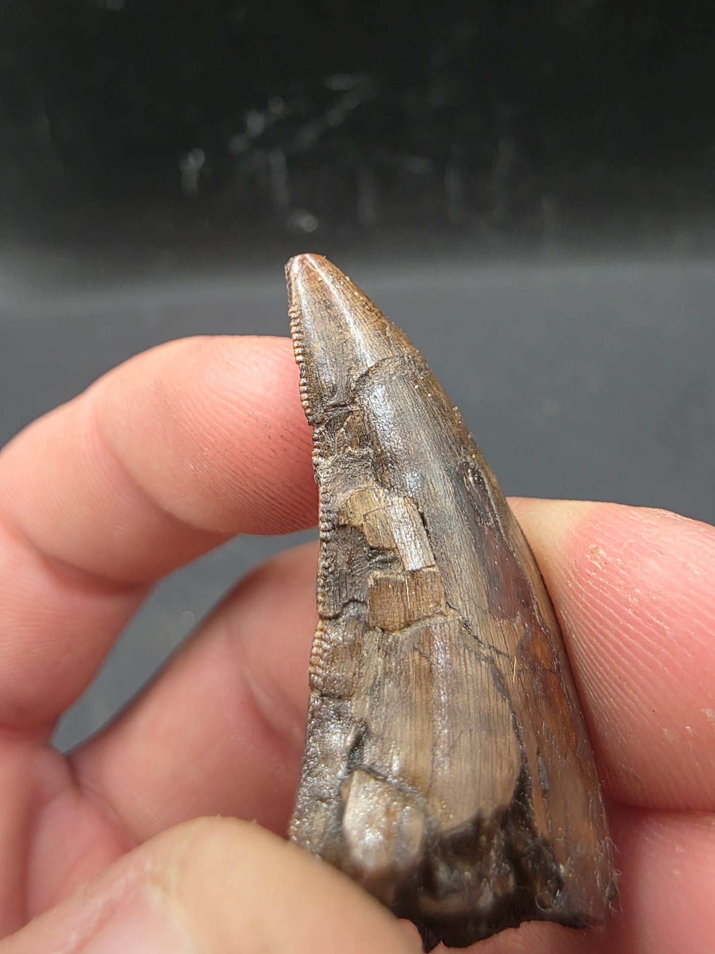 Tyrannosaurid (Teratophoneus?) Tooth-Texas 07