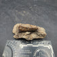 Tyrannosaurid (Teratophoneus?) Tooth-Texas 07