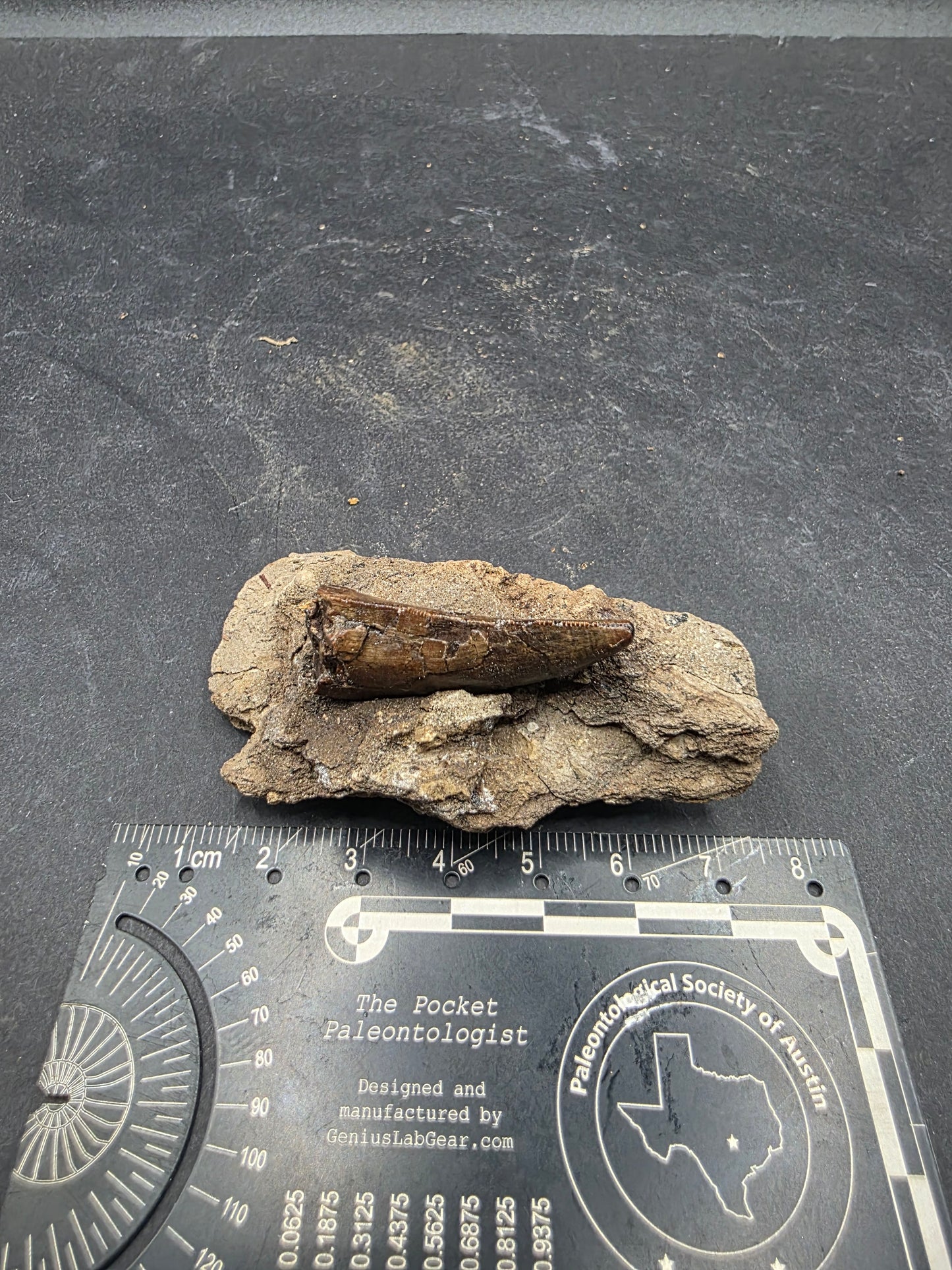 Tyrannosaurid (Teratophoneus?) Tooth-Texas 07