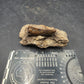 Tyrannosaurid (Teratophoneus?) Tooth-Texas 07