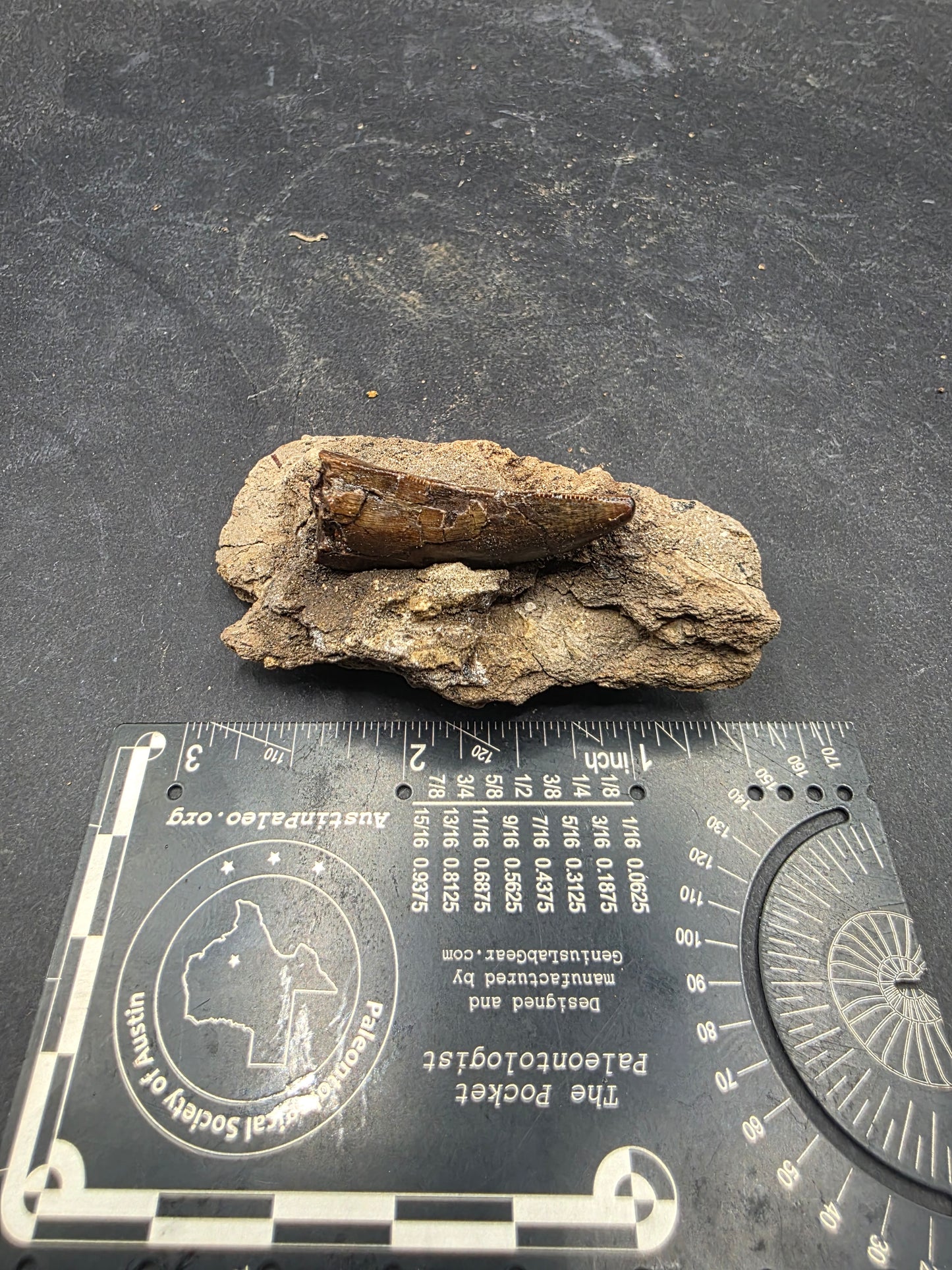 Tyrannosaurid (Teratophoneus?) Tooth-Texas 07