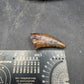 Tyrannosaurid (Teratophoneus?) Tooth-Texas 07
