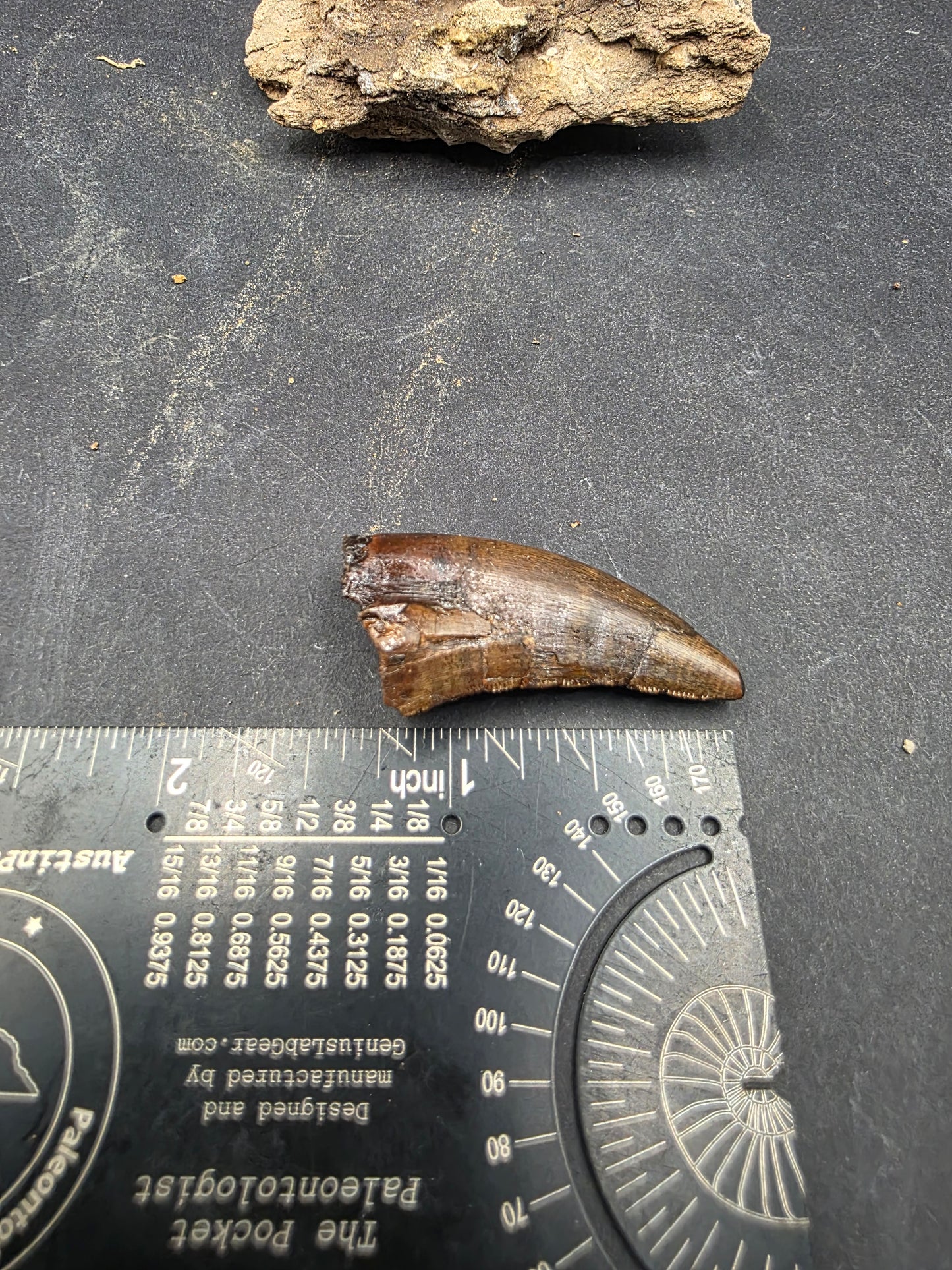 Tyrannosaurid (Teratophoneus?) Tooth-Texas 07