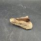 Tyrannosaurid (Teratophoneus?) Tooth-Texas 07