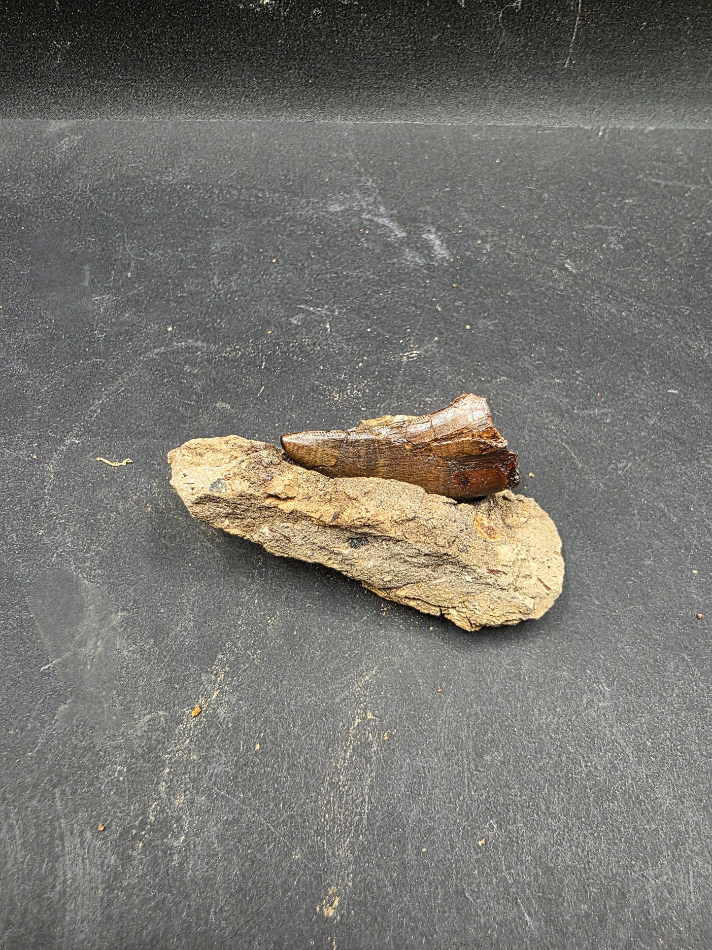Tyrannosaurid (Teratophoneus?) Tooth-Texas 07