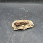 Tyrannosaurid (Teratophoneus?) Tooth-Texas 07