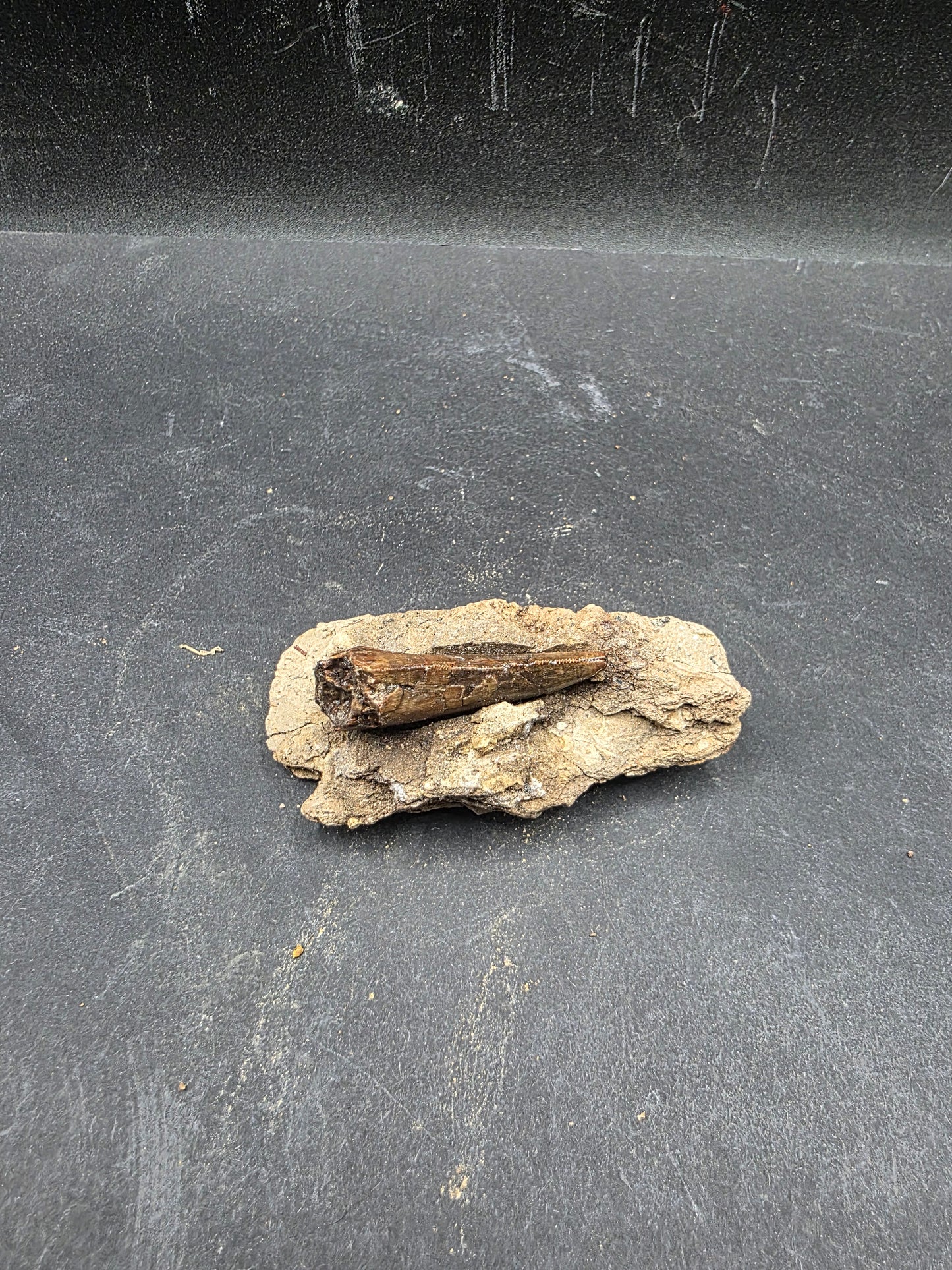 Tyrannosaurid (Teratophoneus?) Tooth-Texas 07