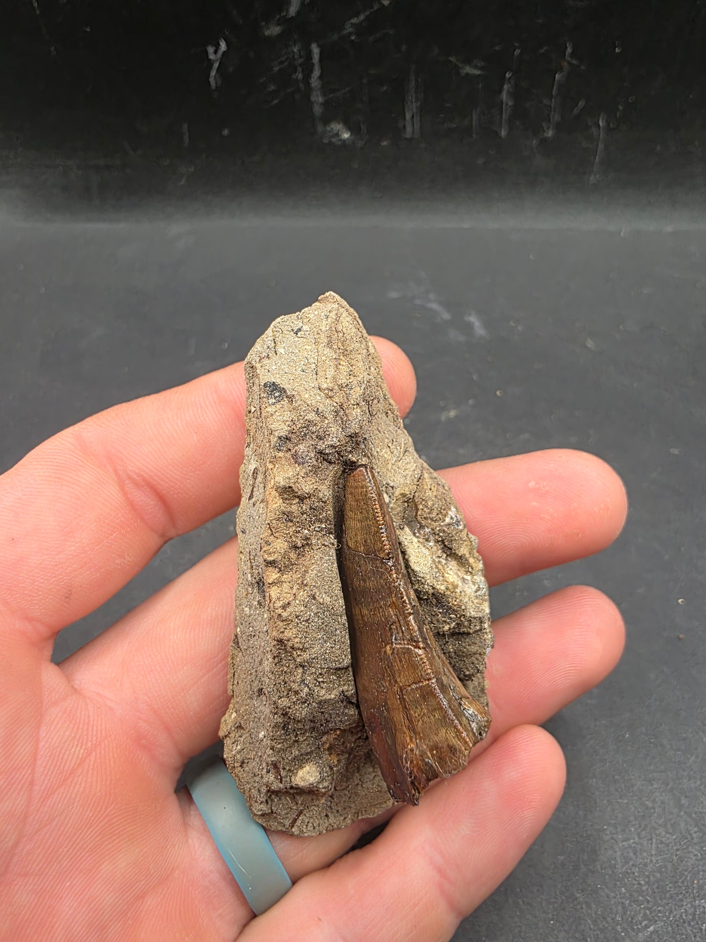 Tyrannosaurid (Teratophoneus?) Tooth-Texas 07