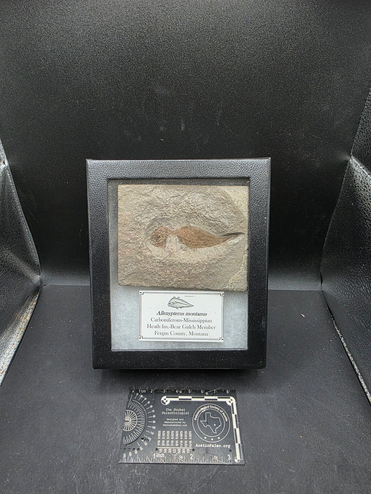 Allenypterus montanus