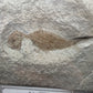 Allenypterus montanus