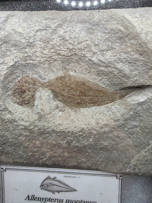 Allenypterus montanus