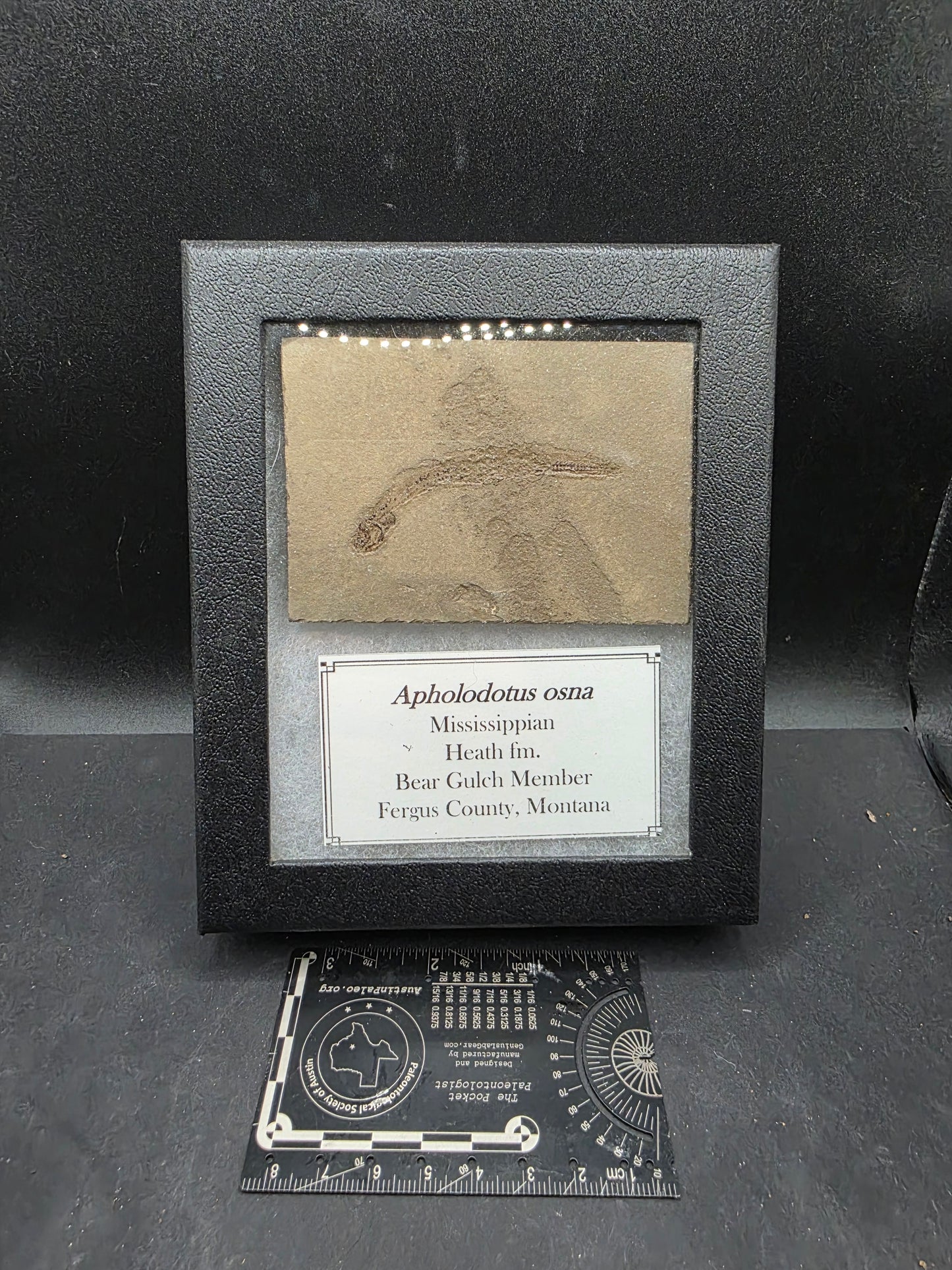 Apholidotus ossuous-Montana