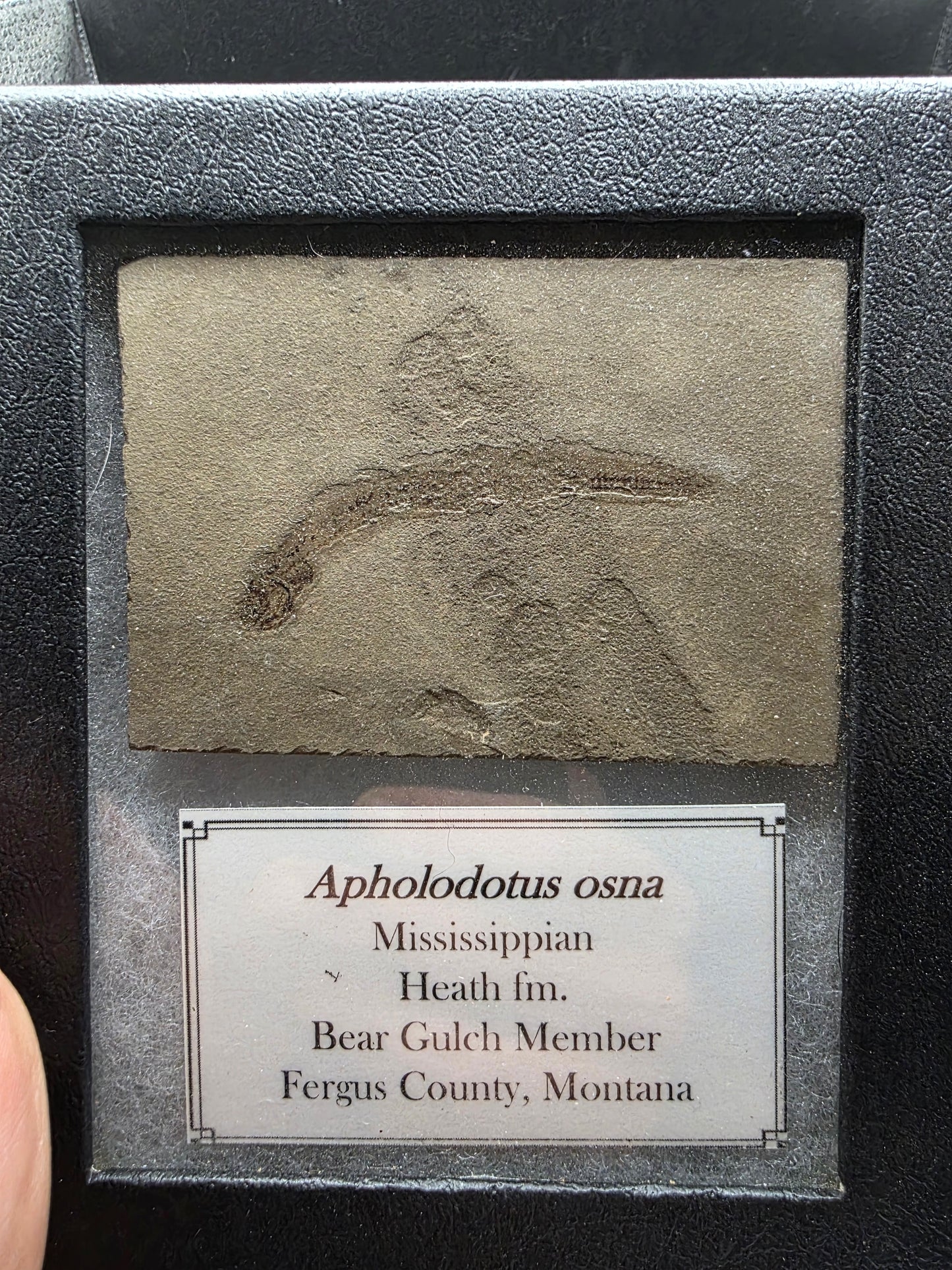 Apholidotus ossuous-Montana