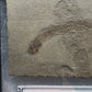 Apholidotus ossuous-Montana