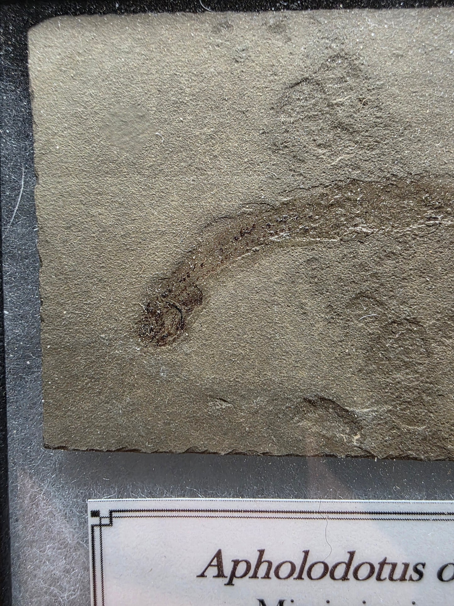 Apholidotus ossuous-Montana