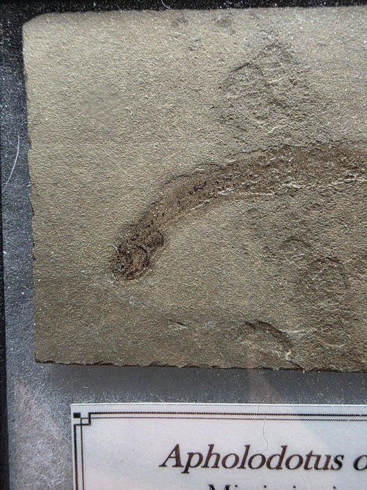 Apholidotus ossuous-Montana