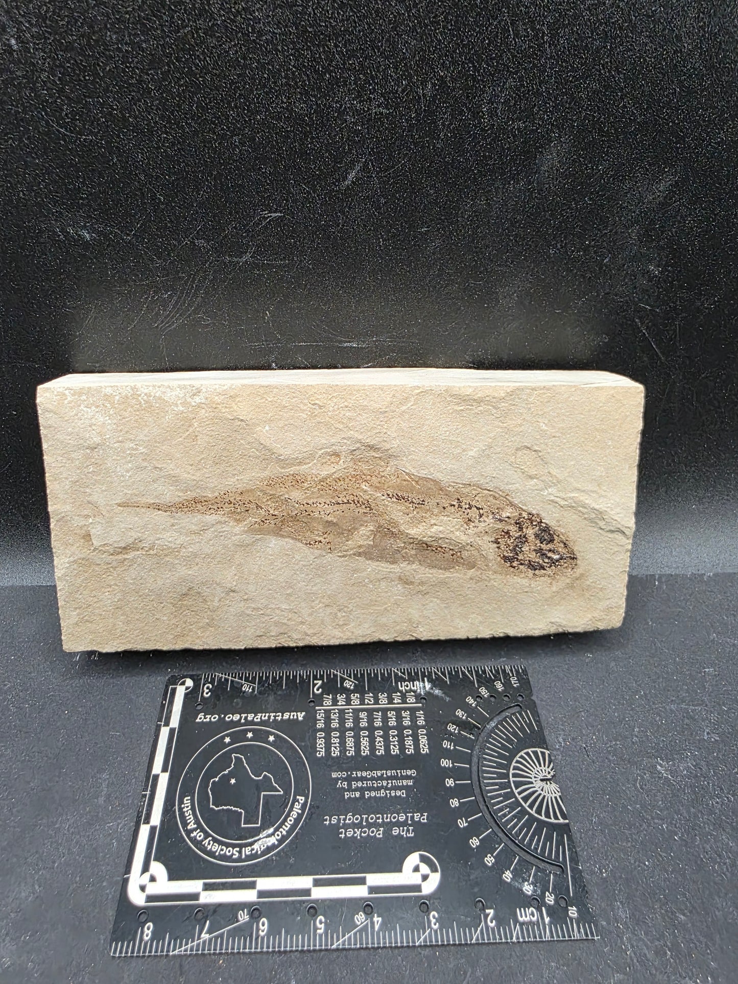 Heteropetalus elegantulus-Montana 002