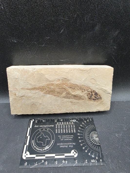 Heteropetalus elegantulus-Montana 002