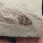 Heteropetalus elegantulus-Montana 002