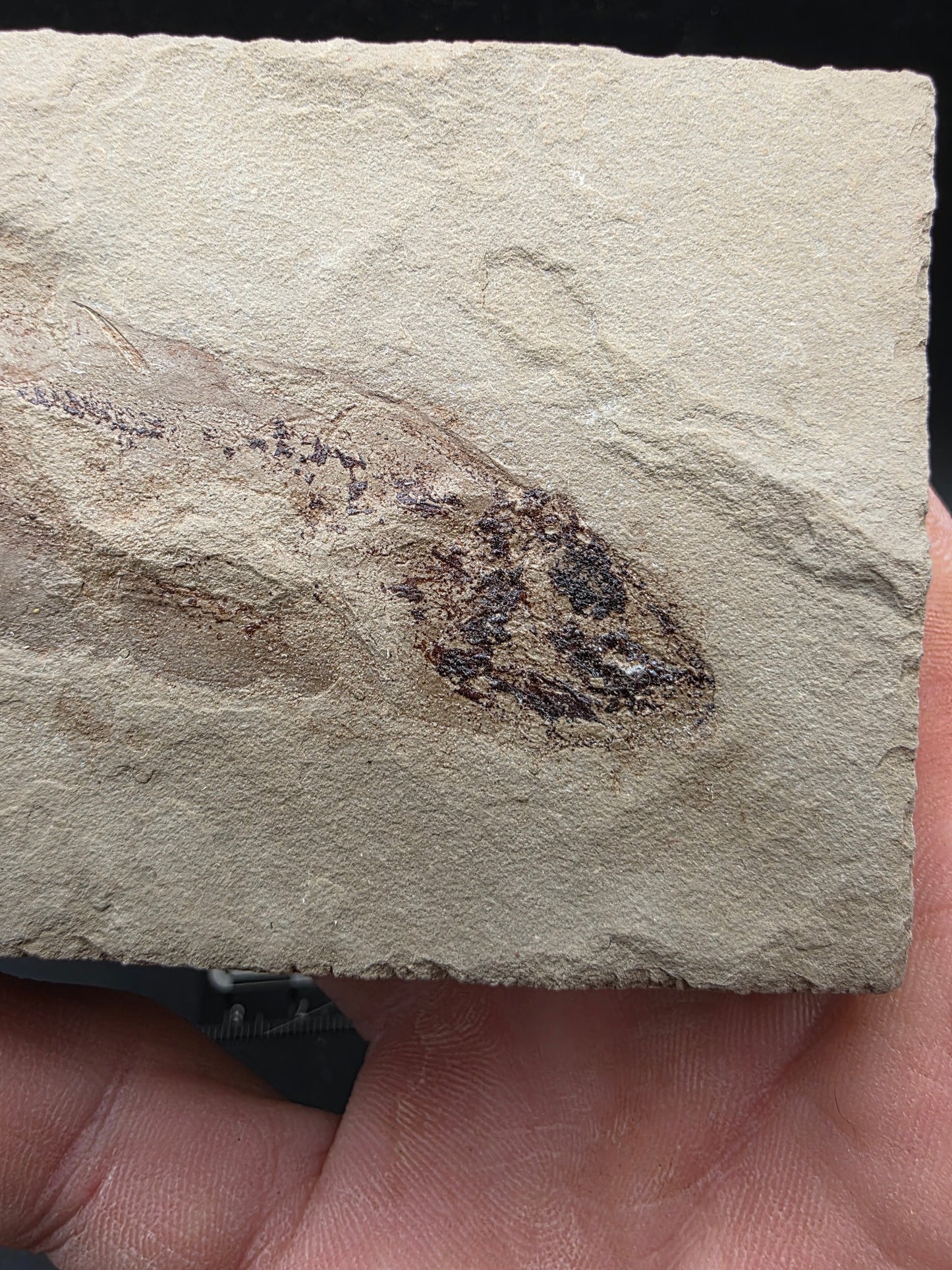 Heteropetalus elegantulus-Montana 002