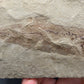 Heteropetalus elegantulus-Montana 002