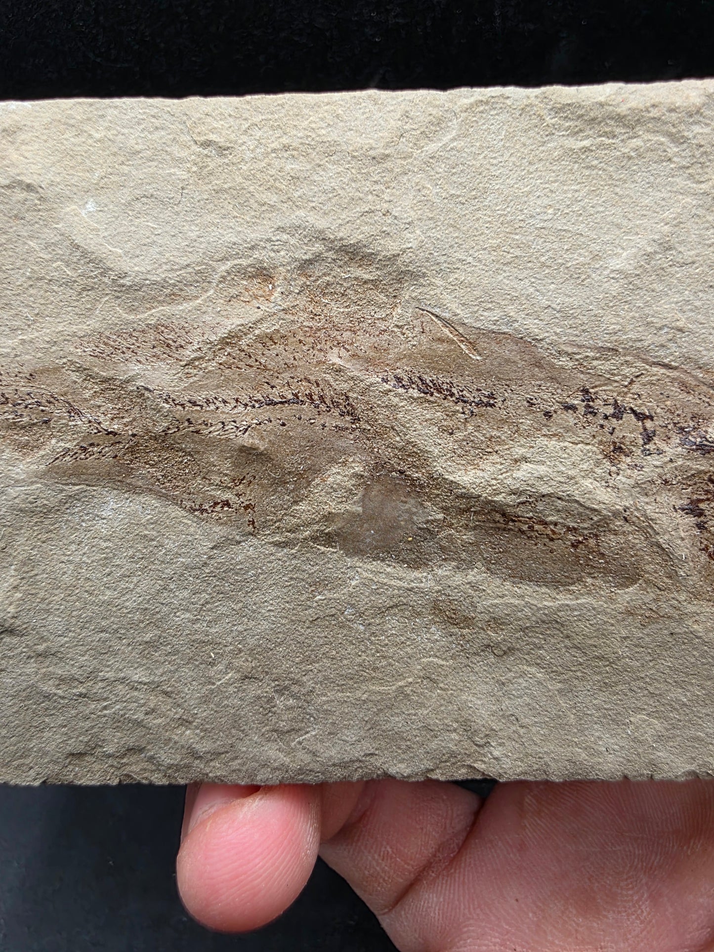 Heteropetalus elegantulus-Montana 002