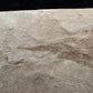 Heteropetalus elegantulus-Montana 002