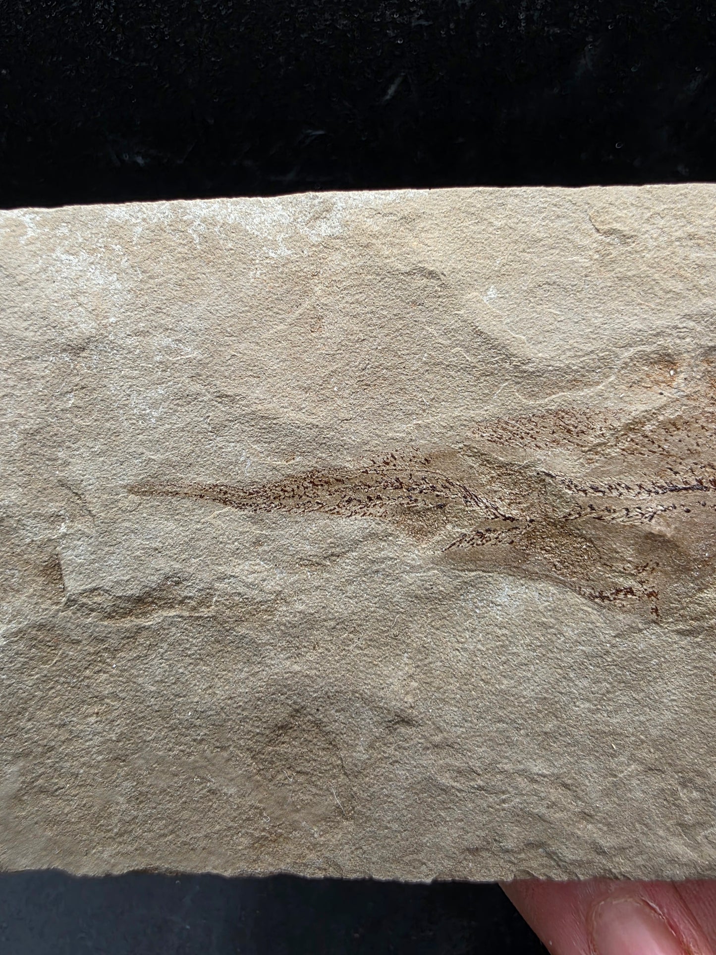 Heteropetalus elegantulus-Montana 002