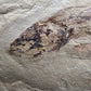 Heteropetalus elegantulus-Montana 001