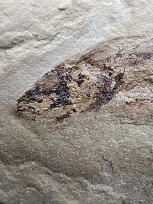 Heteropetalus elegantulus-Montana 001