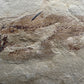 Heteropetalus elegantulus-Montana 001