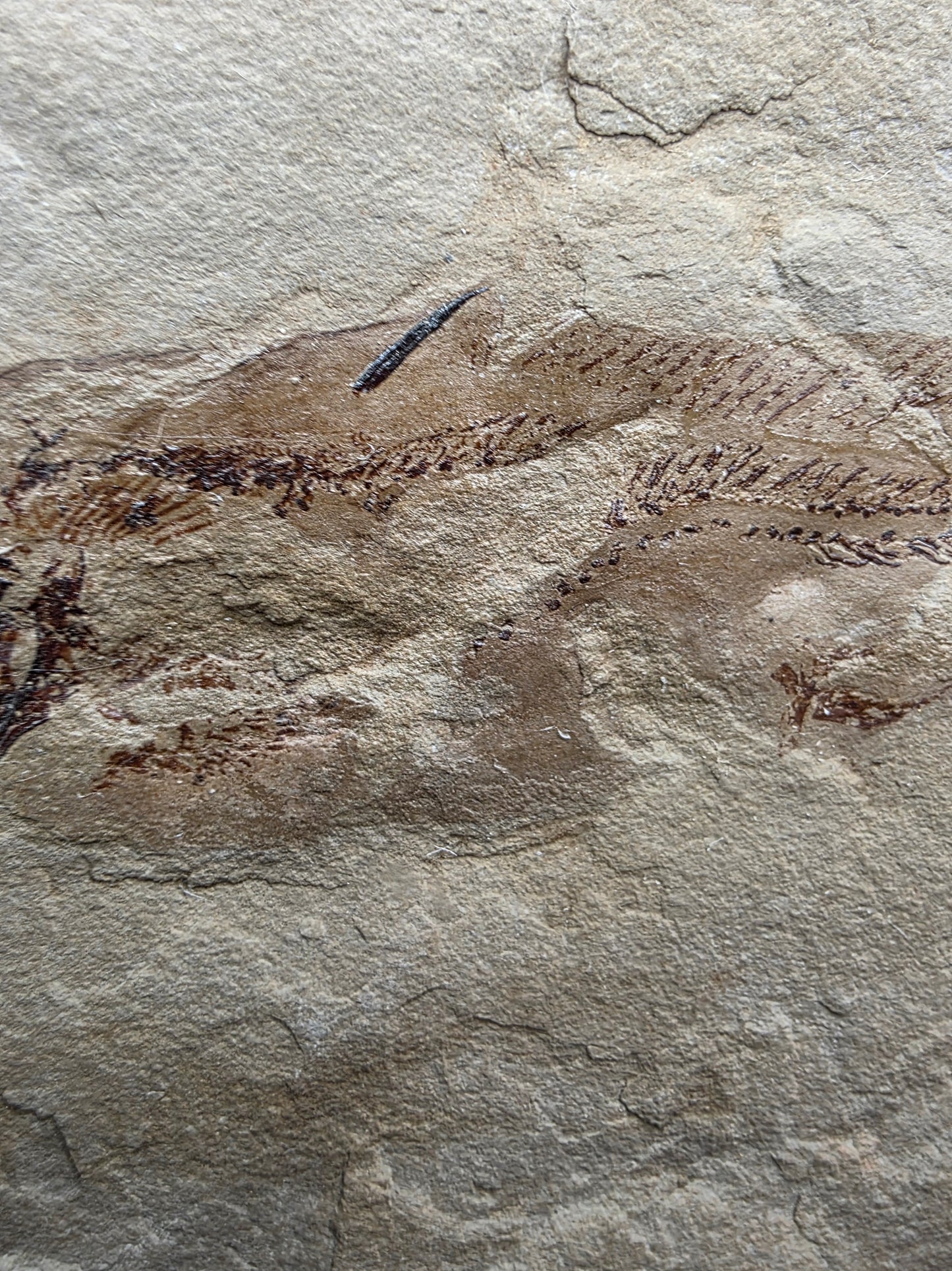 Heteropetalus elegantulus-Montana 001