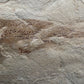 Heteropetalus elegantulus-Montana 001